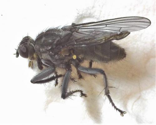 Ceratinostoma ostiorum